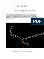 Fosfolipidos