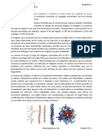 Proceso de Formación Del Colágeno