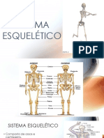 Aula 3 - Sistema Esquelético