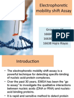 Electrophoretic Mobility Shift Assay 1