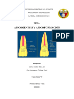 Apicogenesis y Apicoformación