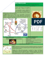 Ficha - Strongyloides Stercoralis