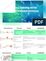 Estructura y Función de Las Células Del Sistema Nervioso