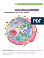 UPDATED Annotated Cell Diagram