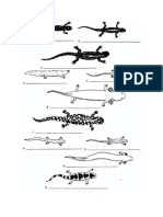 Using A Dichotomous Key - Salamanders