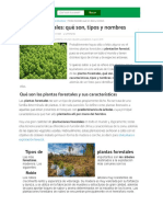 Tipos de Plantas Forestales