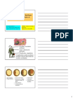 Lipoproteines & Plaque D'atherome