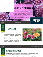 Dalias y Anturios