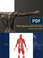 Muscular System