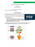 Guia - Tejidos Vegetales