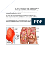 Aumento de Gluteos