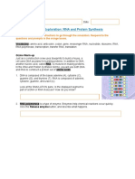 Protein Synthesis Gizmo