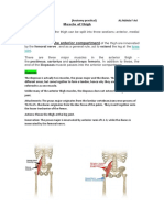 The Muscles in The Anterior Compartment: Knee Joint