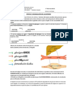 Sintesis y Degradación Del Glucógeno