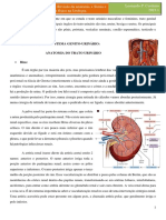 Anatomia e Semiologia de Urologia