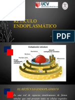 Retículo Endoplásmico Pi MZV