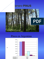 Clasificacion de Pinos