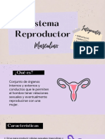 Sistema Reproductor Masculino