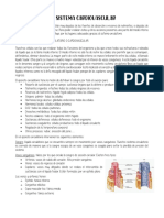 Anatomía 1ºbach - Apuntes Sistema Cardiovascular