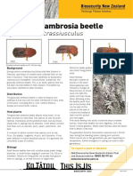 Granulate Ambrosia Beetle: Xylosandrus Crassiusculus