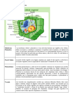 Celula Eucariota Vegetal