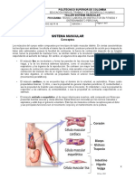 Taller Sistema Muscular