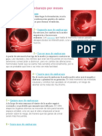 El Desarrollo Del Embarazo Por Meses