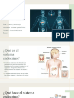 El Sistema Endocrino Andrew Ayasta