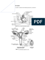 The Female Reproduction System