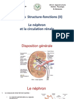 Le Néphron Et La Circulation Rénale