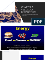 Chapter 7 Cellular Respiration