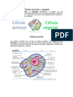 Célula Animal y Vegetal