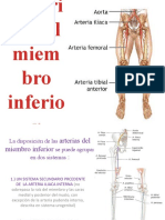 Arterias Del Miembro Inferior