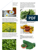 Plantas Medicinales