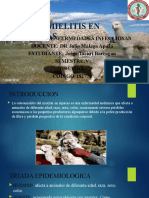 Osteomielitis en Alpacas