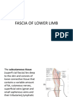 Fascia of Lower Limb