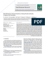 Morphological Characterization of Sheep