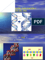 Organización, Replicación, Reparación Del Dna