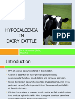 Hypocalcemia in Dairy Cattle