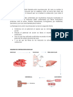 Transmision Neuromuscular