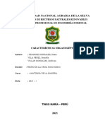 Informe #01 de Anatomia de La Madera