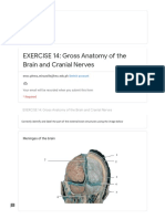 EXERCISE 14: Gross Anatomy of The Brain and Cranial Nerves