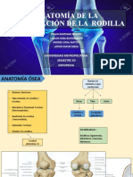 Anatomía de La Articulación de La Rodilla