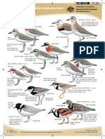 Australian Shorebirds Identification Sheet: Small Plovers and Turnstone