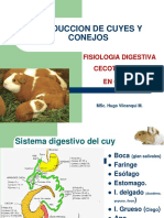 Produccion de Cuyes Y Conejos: Fisiologia Digestiva Cecotrofagia en Cuyes