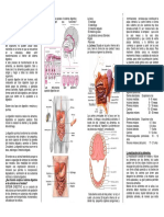 3ro Aparato Digestivo y Respiratorio