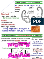 016 Trichinella Spiralis Dracunculus