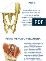 Pelvis