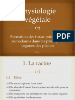 Formation Des Tissus Primaires Et Secondaires Et Photosynthèse Pour Herbo