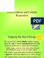 Photosynthesis and Cellular Respiration